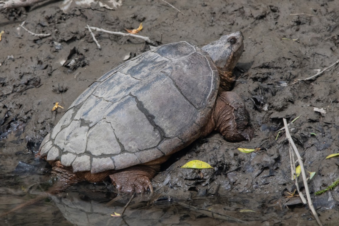 Snapping Turtle Image of a Snapping Turtle